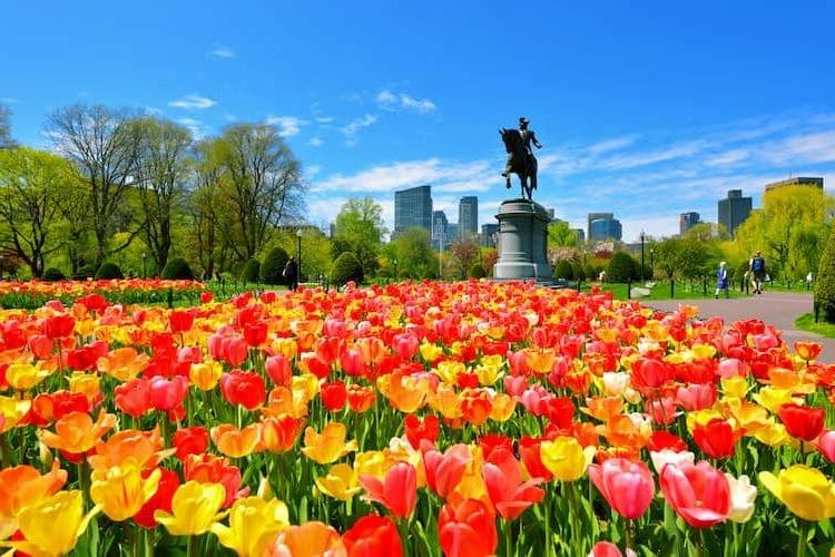 春天的波士顿公共花园盛开着郁金香
